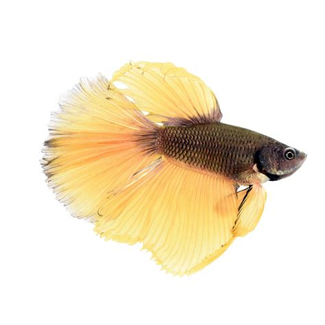 Then keep reading to find out all the common causes, as well as what are the symptoms of betta fish bloat? Male Bumblebee Betta (Betta splendens) | Betta, Cool fish ...