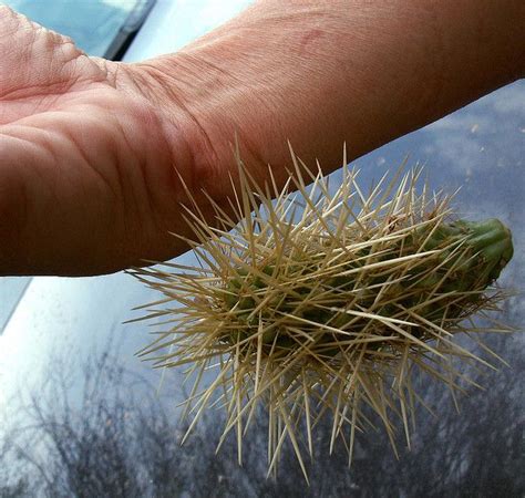 Whatever container you use, it should have good drainage holes in the bottom. How To Remove Cactus Spines From Your Perforated Body ...