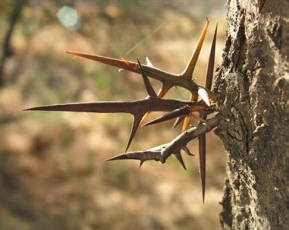 They may be harvested from a fully grown cactus for 25 farming experience for each spine. Hablemos de....: Tallo: Función, estructura y adaptaciones ...