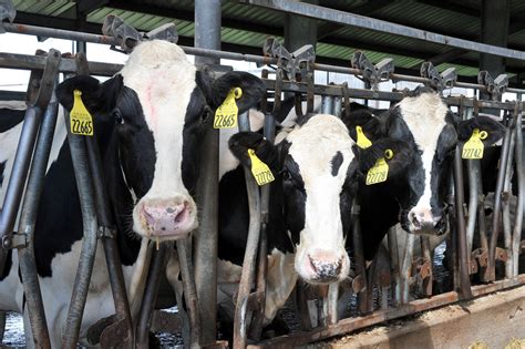 The company, which sells milk and yogurt under the farm fresh brand, is considering listing on the kuala lumpur stock exchange as soon as next year, the people said. Gigi The Cow Broke The Milk Production Record. Is That Bad ...