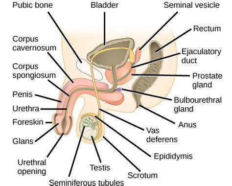 Check spelling or type a new query. Human Reproductive Anatomy | Biology I