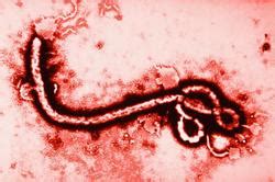 The telegraph, 01 июня 2020. What is Ebola? - Ebola