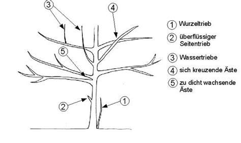 Wann schneiden sie einen birnenbaum? Baumschnitt, Gehölzschnitt. Tabelle wann man welchen ...