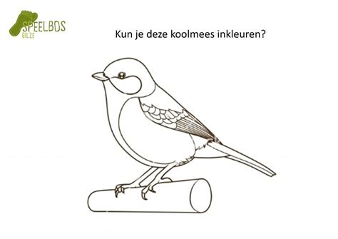 Bekijk meer ideeën over koolmees, vogels, dieren. Kleurplaat koolmees - Speelbos Gilze