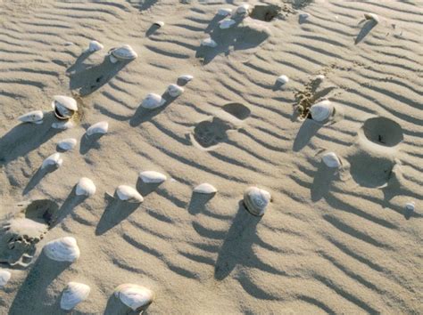 Stuckey drew inspiration for the beachy strip shown above from the california coast. Backyard Beach Ideas Guide: How to Design Your Paradise ...