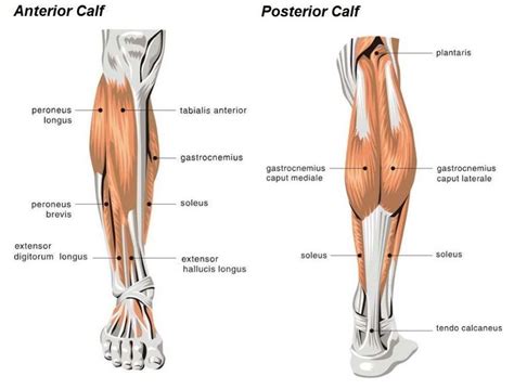 I can feel it on both sides, feel long thin things that i can feel and move around a little? Don't neglect your calf muscles...Here's why working on ...