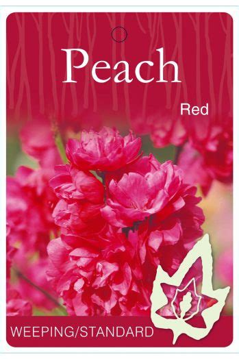 Peach blossoms are highly prized in chinese culture. PRUNUS PERSICA Red - JFT Nurseries