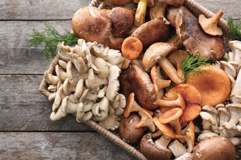 Check spelling or type a new query. A Common Mushrooms Guide for Beginners | Mushroom Insider