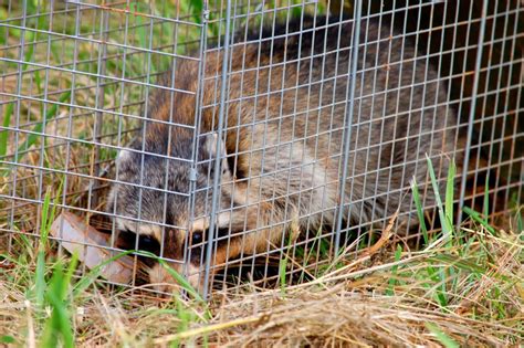 What Does A Wildlife Removal Technician Do? - Pest Control ...