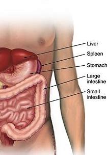They stay protected in a sac called the scrotum, which. What Organs Are on the Left Side of the Body? | New Health ...