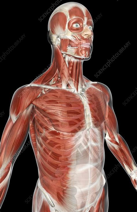 Go back to the major muscle groups table of contents. The muscles of the upper body - Stock Image - C008/1803 ...