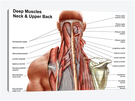 It originates from the vertebral spine in the middle and lower back and covers the lower half of the thoracic region, forming the posterior. Human Anatomy Showing Deep Muscles In The N... | Stocktrek ...