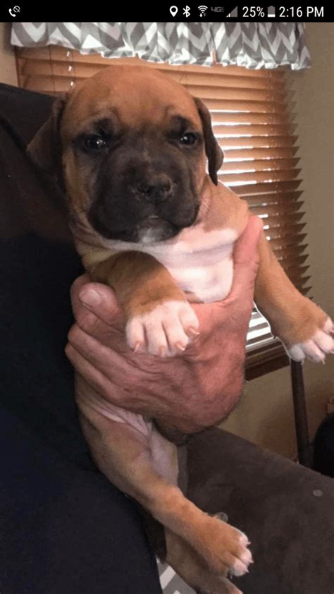 If you are looking for puppies for sale or a particular stud dog in. American Pit Bull Terrier Puppies For Sale | New York, NY #244900