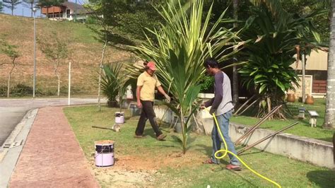 Kelapa matag (cocos nucifera 'matag') merupakan kultivar kelapa yang disyorkan untuk tanaman di malaysia oleh jabatan pertanian malaysia. 10/2/2018 Lakukan Sendiri Tanaman Kelapa Matag - YouTube