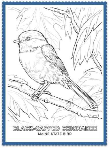 Plus we have quite a few other bird coloring pages you can print for. State Bird Coloring Pages by USA Facts for Kids | Bird ...