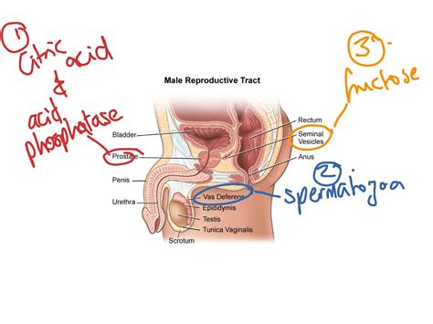 It is a cause of male infertility and/or pelvic pain. Production of seminal fluid | ShowMe