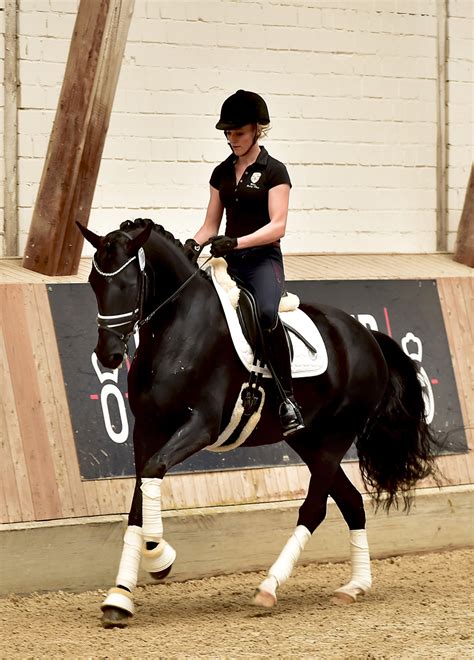 Sandro hit became a star under the guidance of dr ulf möller, the manager of the psi dressage verbandsprämienstute take it easy stute *2012 v: Sf v. Don Schufro - Sandro Hit - Dressurfohlen Schulze