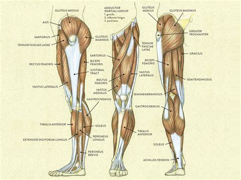 This guide to leg anatomy will give you a better understanding of bone and muscle composition. Muscles of the Leg and Foot - Classic Human Anatomy in ...