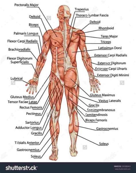 Not all lower back pain that feels like tight muscles is actually due to muscular dysfunction. Human Muscle Diagram Labeled