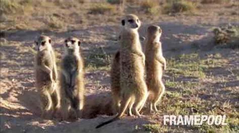Funny photos of animals around the world. Funny Animals From Around The World