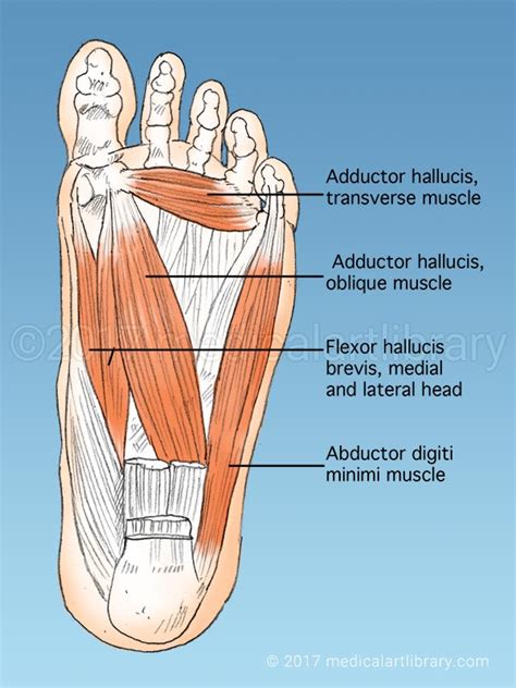 Three muscles in the anterior compartment of the leg act to dorsiflex and invert the foot at the ankle joint. Foot Muscles - Medical Art Library