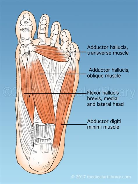 The muscles are located mainly in the sole of the foot and divided into a central (medial) group and a group on either side (lateral). Foot Muscles - Medical Art Library