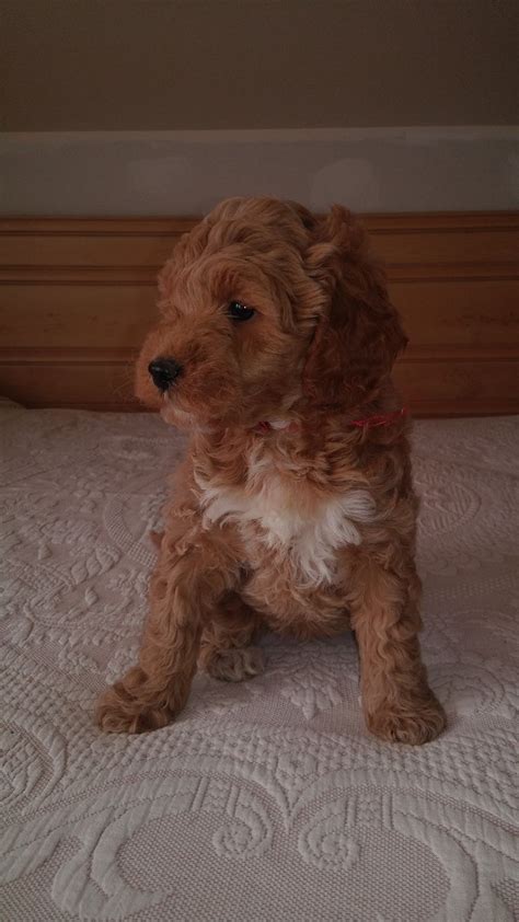 Ready for new homes mothers…. Daisy - a female Miniature Goldendoodle puppy for sale in ...