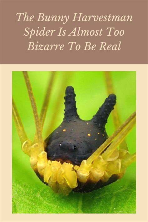 Bizarre spider in ecuador closely resembles a bunny rabbit. Spider With A Mysterious Black Bunny-Shaped Head Captured ...
