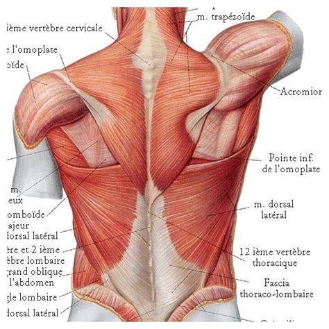 Il convient d'identifier précisément les symptômes, les douleurs ressenties et les circonstances ayant entrainé la blessure pour savoir. Gélules concentrés pour les Muscles - Shao Yao Gan Cao ...