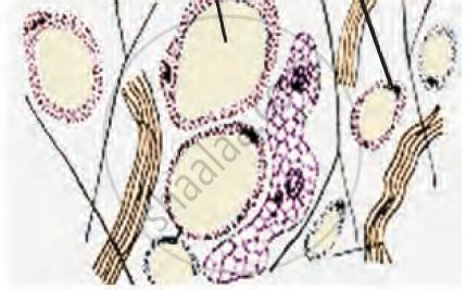 We did not find results for: Animal Tissues - Connective Tissue | Shaalaa.com