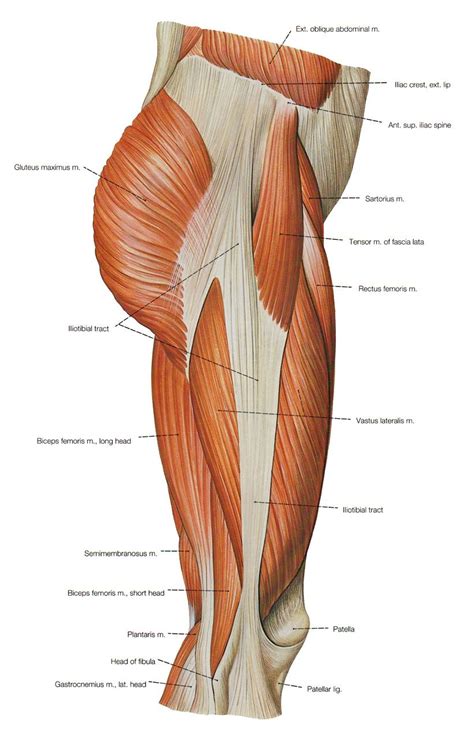 Step forward with one leg. leg muscle and tendon diagram - Google Search | MUSCLES ...