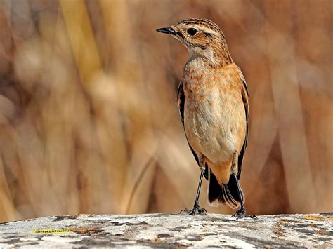 Maybe you would like to learn more about one of these? Tarabilla norteña (Saxicola rubetra) (7) | Tarabilla ...