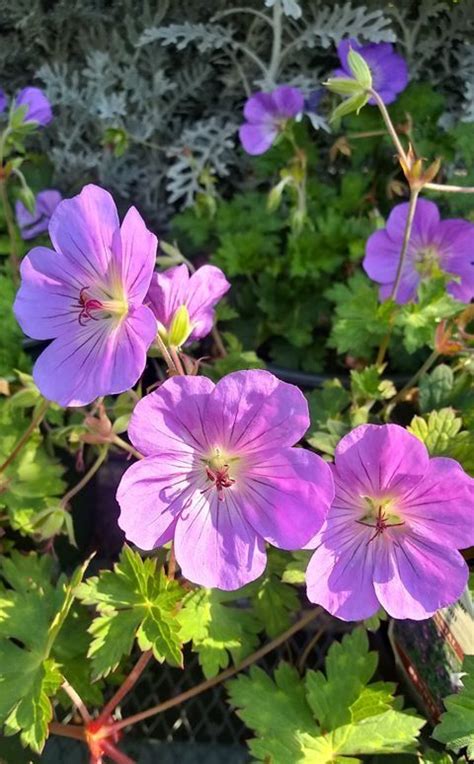 Using perennials as a ground cover is a smart way to cover an area to prevent erosion, to add visual appeal and to reduce your gardening workload. A semi-evergreen perennial ground-cover that blooms early ...