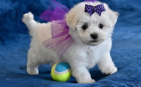 She had 10 puppies (8 black, and 2 yellow). Maltese Puppies For Sale | Austin, TX #295503 | Petzlover