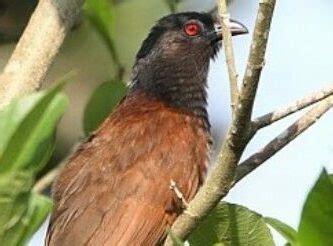 Suara burung flamboyan mp3 ✖. Download Suara Burung Dudut Betina : Sura Burung Butbut ...