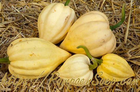 Information about thelma sanders squash including applications, nutritional value, taste, seasons, availability, storage, restaurants, cooking, geography and history. 64 Lekkere Pompoensoorten: heb je de zoete nr. 11 al geproefd?