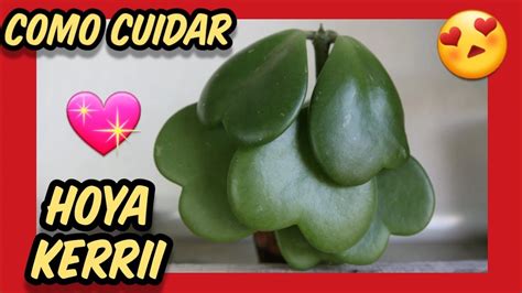 Not finding what you're looking for? Como CUIDAR Hoya kerrii 💖 Hoya Planta corazón de San ...