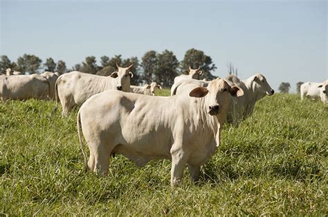 Nessa terceira fase, as ações se. Adapar prorroga prazo para cadastro de animais no Paraná