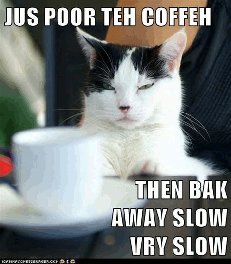 For all coffee addicts, we have a collection of funny monday coffee memes, to combat monday blues and survive the day with some laughter and humor. Grammar Catz: Grammar Cat #64: Coffee Cat