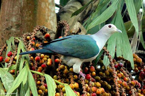 Imperia asia annual dinner 2018. Green Imperial Pigeon (Ducula aenea) - lankanaturesummary ...