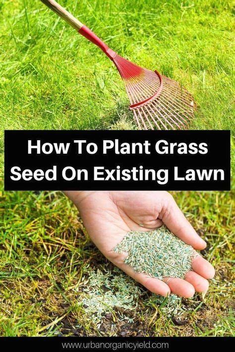And it's going to take some special lawn care practices. Overseeding Lawn: How To Plant Grass Seed On Existing Lawn - Modern Design in 2020 | Planting ...