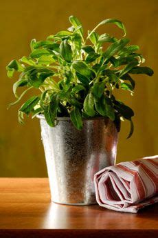 Some indoor house plants are better for air purifying than other indoor plants. Care Of Potted Sage Herbs - How To Grow Sage Plant Indoors | Sage plant, Growing sage, Sage herb