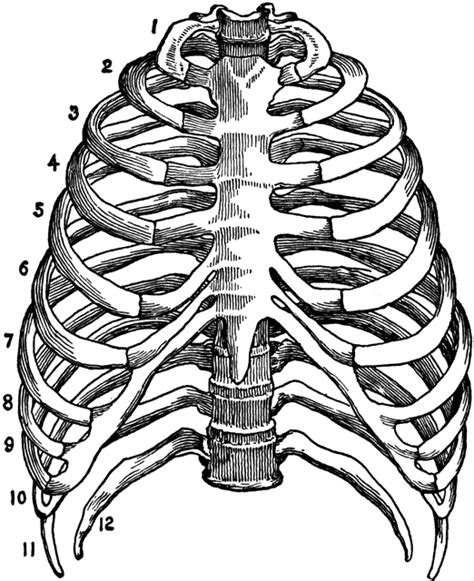 The rib cage, which forms the chest wall, is an important volume. Skeleton of the Thorax | Human anatomy art, Skeleton ...