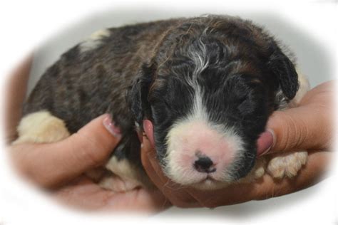 Saint berdoodles have wonderful temperaments and are usually great with kids. Saint Berdoodles