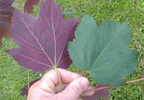 Acer pseudoplatanus is a perennial woody deciduous member of the acer genus in the family aceraceae. Érable Regal Petticoat - Plantations Univert