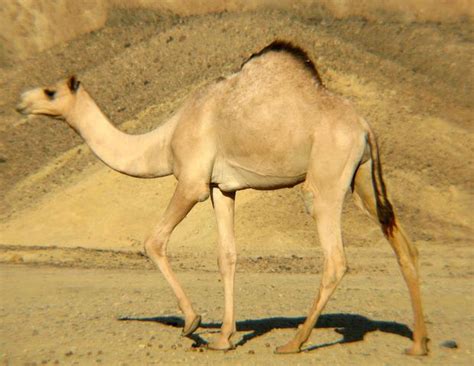 Camels can travel great distances across hot, dry deserts with little food or water. Forest Life : Arabian (Dromedary) Camel