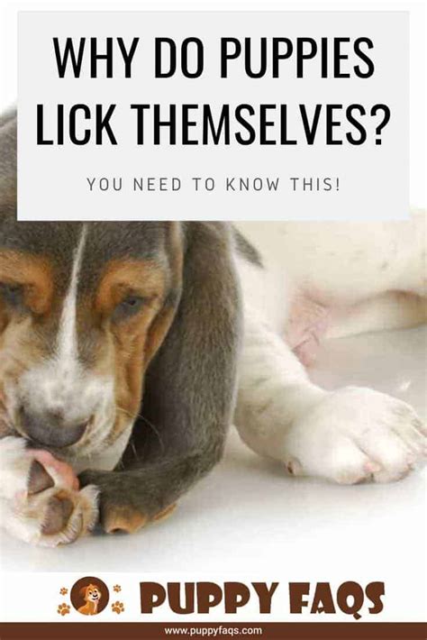 A med to big dog would get a 20 mg. Why Do Puppies Lick Themselves? | PUPPYFAQS