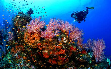 Tropical coral diving sites with. Scuba Diving Wallpaper High Resolution (51+ images)