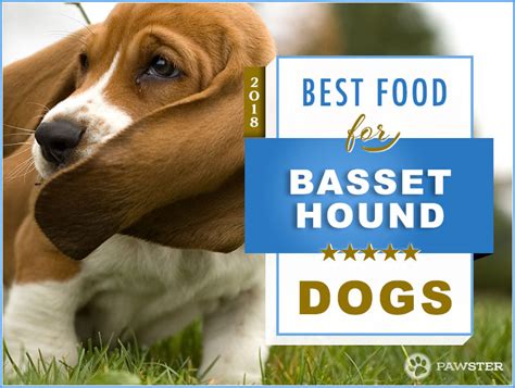 Keep feeding bowls, pet food, leashes, and toys all in one stylish, compact unit with our pet feeder station. 6 Best Foods to Feed your Puppy and Adult Basset Hound