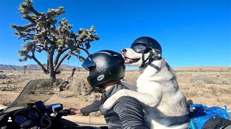 There goes a motorcycle there goes a dump truck. Meet Sox: The Husky Who Goes on Motorcycle Trips - Our ...